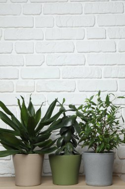 Duvarın arka planında farklı yeşil bitkiler var.