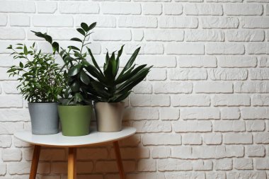 Duvarın arka planında farklı yeşil bitkiler var.