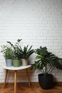 Duvarın arka planında farklı yeşil bitkiler var.