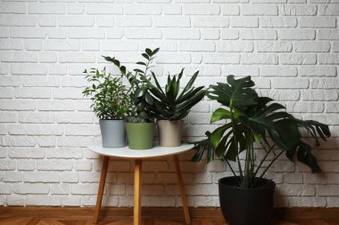 Duvarın arka planında farklı yeşil bitkiler var.