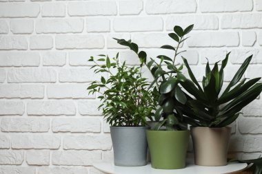 Duvarın arka planında farklı yeşil bitkiler var.