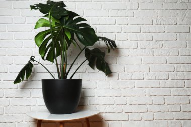 Duvarın arka planında farklı yeşil bitkiler var.