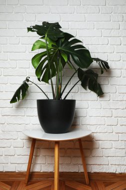 Duvarın arka planında farklı yeşil bitkiler var.