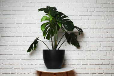 Duvarın arka planında farklı yeşil bitkiler var.