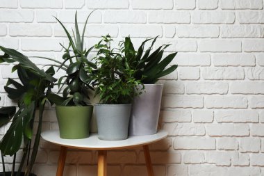 Duvarın arka planında farklı yeşil bitkiler var.