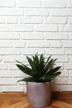 Duvarın arka planında farklı yeşil bitkiler var.