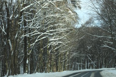karlı bir ormanda yol