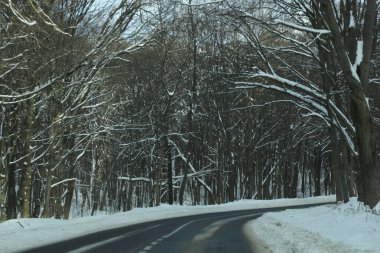 karlı bir ormanda yol