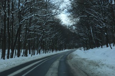 karlı bir ormanda yol