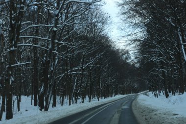 karlı bir ormanda yol