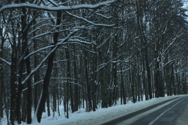 karlı bir ormanda yol