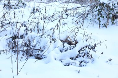 karlı bir ormanda yol
