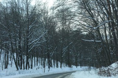 karlı bir ormanda yol
