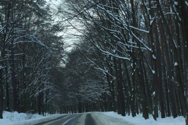 karlı bir ormanda yol