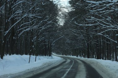 karlı bir ormanda yol