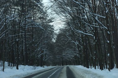 karlı bir ormanda yol