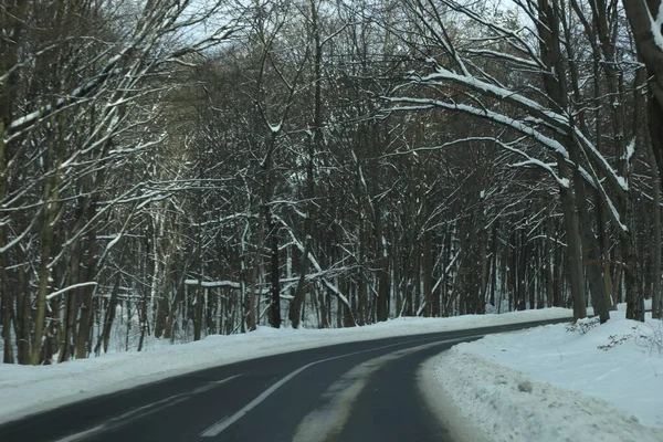 karlı bir ormanda yol