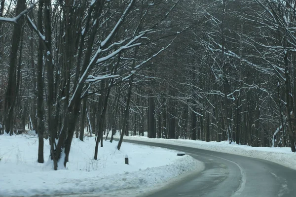 karlı bir ormanda yol
