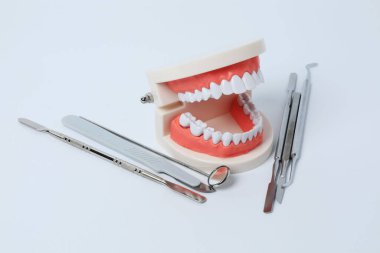 Temizlik ve inceleme araçları ile diş modeli, izole edilmiş, PNG