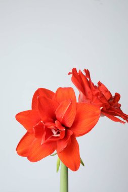 Beyaz arkaplanda Amaryllis portakal çiçeklerinin yakın çekimi