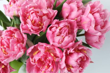 Beyaz arkaplanda taze pembe laleler var..