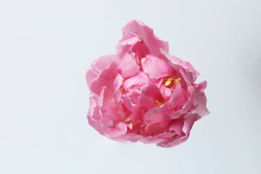 Lale beyaz üzerine izole edilmiş ve metin için boşluk var