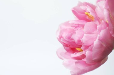 Lale beyaz üzerine izole edilmiş ve metin için boşluk var