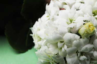 Renkli arkaplanda beyaz çiçek