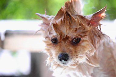 Küçük, kabarık pomeranian ıslak, yırtık pırtık bir paltoyla duş aldı..