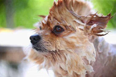Küçük, kabarık pomeranian ıslak, yırtık pırtık bir paltoyla duş aldı..