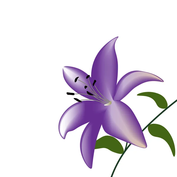 Фиолетовый цветок лилии на белом фоне — стоковый вектор