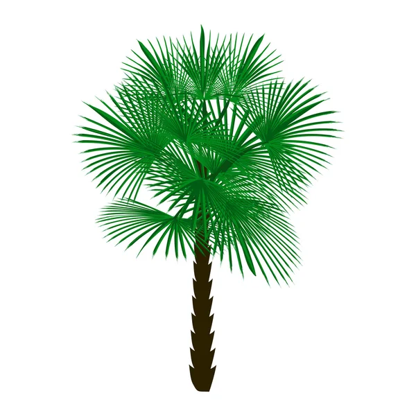 Palmera verde aislada sobre fondo blanco ilustración — Vector de stock