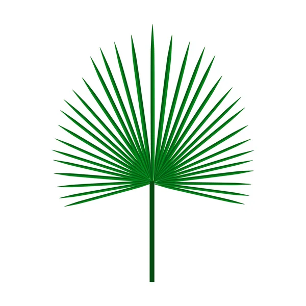 Groene Palm blad op geïsoleerde witte achtergrond, vector illustratie — Stockvector