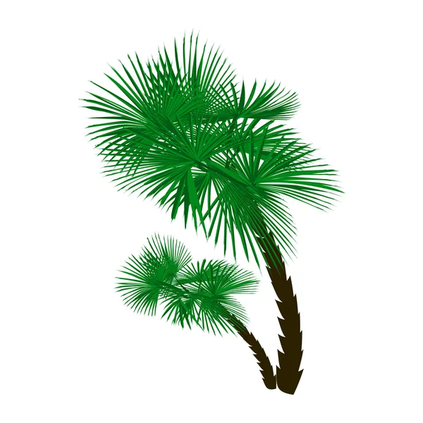 Two green palm trees at an angle isolated on white background. illustration — Stock Vector