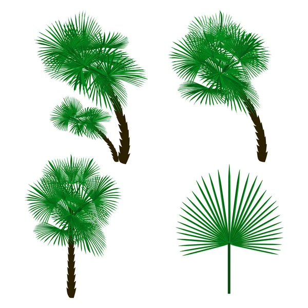 Ustaw zielone drzewo palmowe na białym tle. Ilustracji — Wektor stockowy