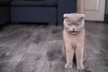 Şirin komik kedi oynuyor..