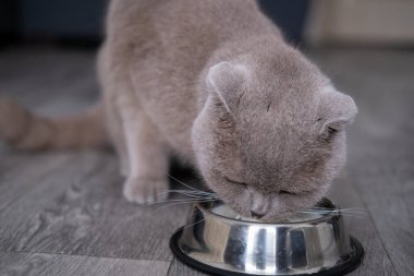 Şirin komik kedi oynuyor..