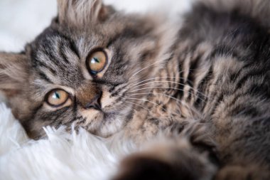 Şirin komik kedi oynuyor..