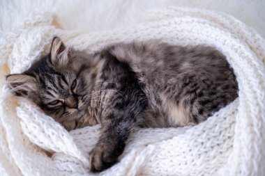 Şirin komik kedi oynuyor..