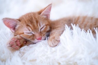 Şirin komik kedi oynuyor..