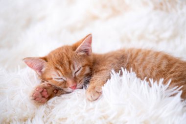 Şirin komik kedi oynuyor..