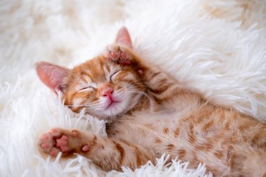 Şirin komik kedi oynuyor..