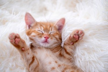 Şirin komik kedi oynuyor..