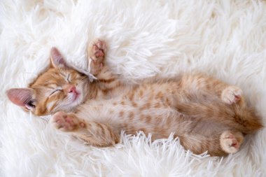 Şirin komik kedi oynuyor..