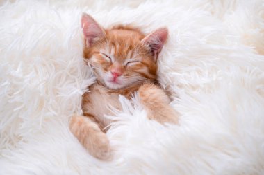 Şirin komik kedi oynuyor..