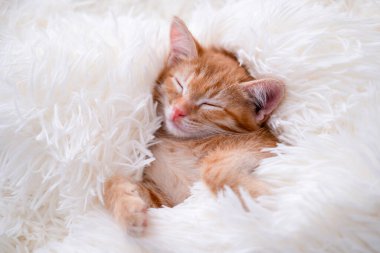 Şirin komik kedi oynuyor..