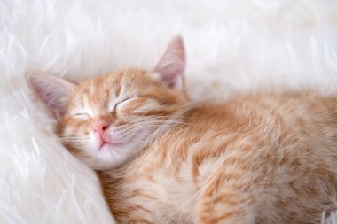 Şirin komik kedi oynuyor..