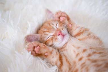 Şirin komik kedi oynuyor..