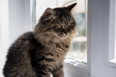 Şirin komik kedi oynuyor..