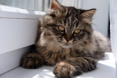 Şirin komik kedi oynuyor..